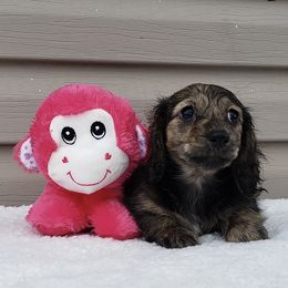 Dachshunds from Darling Dachshunds of TN