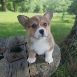 Girl 2 - Sable female Pembroke Welsh Corgi puppy in Houston, Missouri from Pistol Creek Puppies