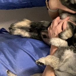 Miniature Schnauzer Puppies from Pierhaus Minature Schnauzers