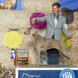 Barbie - Weimaraner