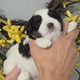 Tony Soprano - Liver male Miniature Schnauzer puppy in Hertford, North Carolina from Little Bug Schnauzers
