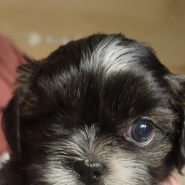 Daisy - Gold and white female Shih Tzu puppy in Lake Worth, Florida from Shih Tzu Cottage
