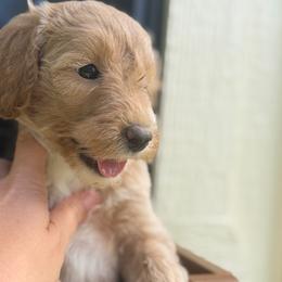 Girl 4 - Apricot female Goldendoodle puppy in Bogue Chitto, Mississippi from Valentine Kennels