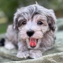 Falcon - Merle male Maltipoo puppy in Lebanon, Kentucky from Mosaic Merle Doodles