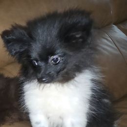 Hunnibunnies Lurch Addams - Black parti male Pomeranian puppy in Cleveland, Ohio from Hunnibunnies