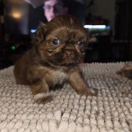 Abigail - Chocolate and tan female Shih Tzu puppy in Fairview Park, Ohio from Sunshine Shih tzus