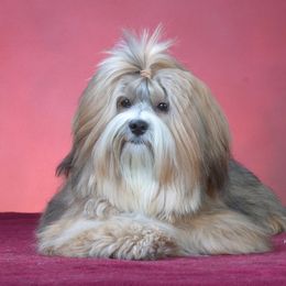 Havanese All Grown Up from Jacqueline Carney