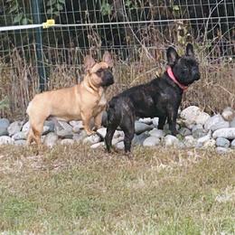 Cherry - French Bulldog