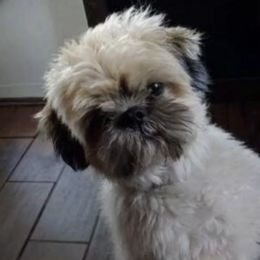 Wicket - Shih Tzu