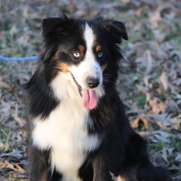Australian Shepherds and Miniature Australian Shepherds from Texas Down Yonder Mini Aussies