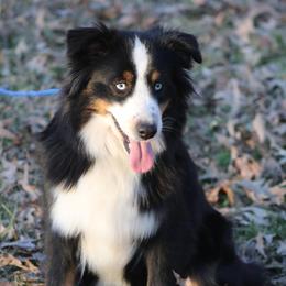 Australian Shepherds and Miniature Australian Shepherds from Texas Down Yonder Mini Aussies