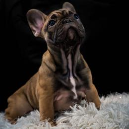 French Bulldog Puppies from MadCity Frenchies
