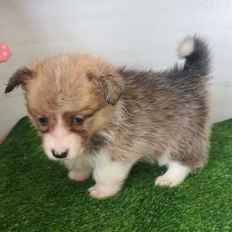 Malta - Sable female Pembroke Welsh Corgi puppy in Ellensburg, Washington from Faery Mount Farm