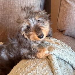 Harry - Blue and tan male Dachshund puppy in Tonopah, Arizona from Brandie's Dachshunds
