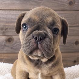 Emily - Fawn female French Bulldog puppy in Warm Springs, Arkansas from State Line Dachshunds & Frenchies