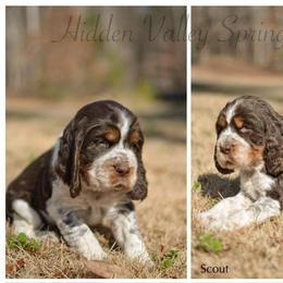 Scout - Tri-Roan male English Springer Spaniel puppy in Westminster, South Carolina from Hidden Valley Springers