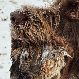 Tilly - Wirehaired Pointing Griffon