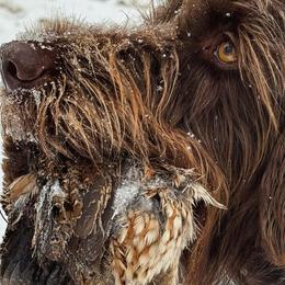 Tilly - Wirehaired Pointing Griffon