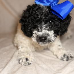 Belle - Parti female Goldendoodle puppy in Saint Louis, Missouri from Jax Doodles