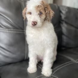 Aussiedoodle and Goldendoodle Puppies from Cuddly Doodles