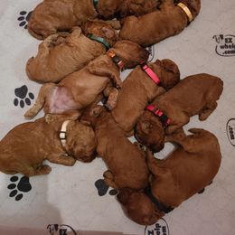 Poodle Puppies from Evening Star Poodles