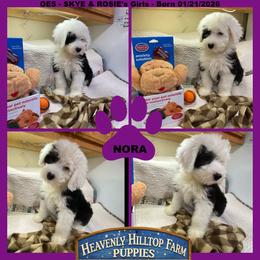 NORA - Black and white female Old English Sheepdog puppy in Charlo, Montana from Heavenly Hilltop Farm