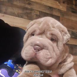 Raj - Lilac dilute male Chinese Shar-Pei puppy in Minden, Louisiana from Zoey's Waggly Tails