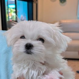 Boy 1 - White male Maltese puppy in Spring Hill, Florida from Cher Chien Maltese