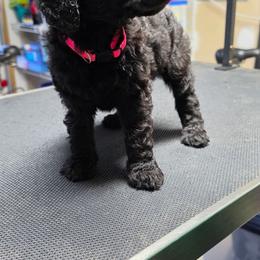 Juniper - Blue female Poodle puppy in Moncks Corner, South Carolina from Charleston Reds Standard Poodles and Whippets