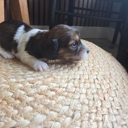 Boy2 - Piebald male Dachshund puppy in Temple, Texas from Wiener Works Co.