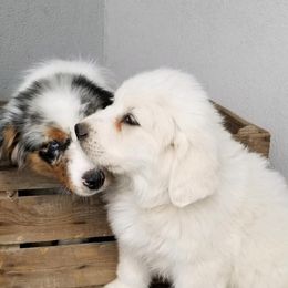 Australian Shepherds and Great Pyrenees from Naches Heights Ranch