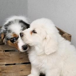 Australian Shepherds and Great Pyrenees from Naches Heights Ranch
