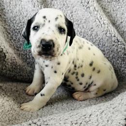 Boy 2 - White and black male Dalmatian puppy in Westhoff, Texas from Smart Dalmatians