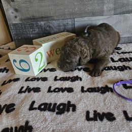 Girl 2 "Purple" - Chesapeake Bay Retriever puppy from Creekside Chesapeakes