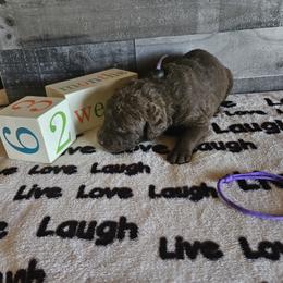 Girl 2 "Purple" - Chesapeake Bay Retriever puppy from Creekside Chesapeakes