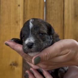 Juniper - Sable female Bernedoodle puppy in Fallon, Nevada from Wild Roots Doodles