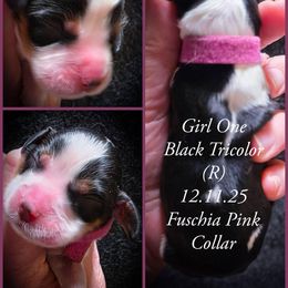 Girl 1 - Black white and tan female English Springer Spaniel puppy in Silverdale, Washington from TimberVale Springers