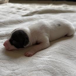 Lance Bass - White and blue male Italian Greyhound puppy in Texas from Italian Greyhounds of Frisco