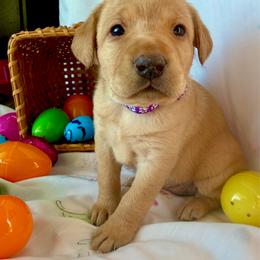 Purple collar - Yellow female Labrador Retriever puppy in South Dakota from S&S Kennels LLC