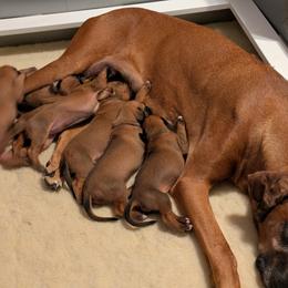 Rhodesian Ridgeback puppies from Mutare Ridgebacks
