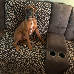 Chili - Boxer