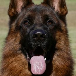 Lori - German Shepherd