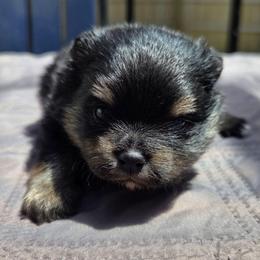 Quincy - Tri-colored male Pomeranian puppy in New Lenox, Illinois from Illinois Poms