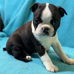 Boston Terrier Puppies from McMiesz