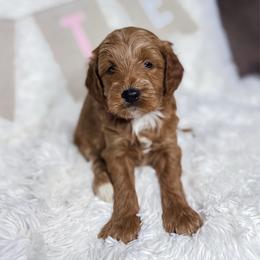 Caleb - Apricot male Goldendoodle puppy in Reeds Spring, Missouri from As Good As Goldendoodles and more