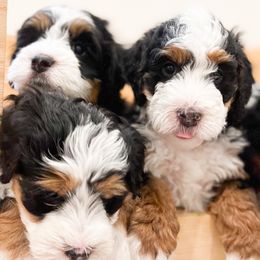 Bernedoodle, Goldendoodle, and Poodle Puppies from Teddy Doodles & Standard Poodles