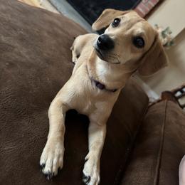Sugar - Dachshund