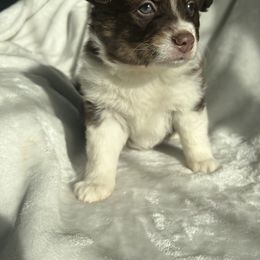 Miniature Australian Shepherd Puppies from Amberwood DD Aussies