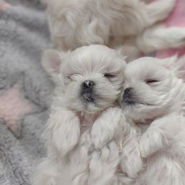 Companion Cross, Mal-Shi, Maltese, Maltipoo, Morkie, and Shih Tzu Puppies from Seeking Shalom Acres Maltese, Maltipoos & Havamalts