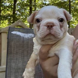 Creamy - Seal and white male Boston Terrier puppy in Farmington, Connecticut from Boston Luvs